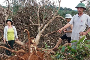 Rẫy của dân có trước dự án Công ty Long Sơn