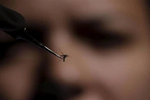 Virus Zika còn gây tổn thương thần kinh trung ương 