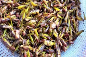 Ăn cào cào nướng, bé 4 tuổi nhập viện