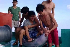 Vụ bắt cá heo rồi giết chết: Truy nhóm ngư dân để xử lý