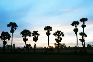 Thốt nốt giúp nhiều người thoát chết