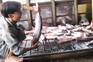 Xuất khẩu cá tra phải thu mua theo danh sách của Mỹ 