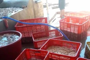 Đã nghe đã thấy: Ăn trong sợ hãi