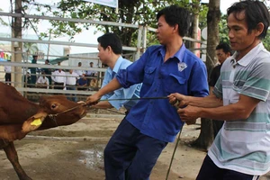 Hội Chữ thập đỏ TP trao tặng bò cho người nghèo
