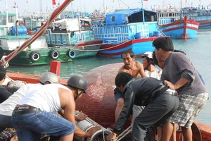 Ngư dân Lý Sơn hối hả vươn khơi dịp cuối năm