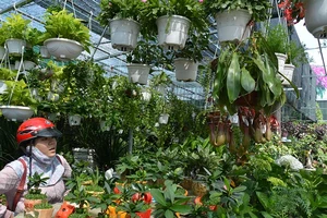 Hoa lạ, kiểng độc rục rịch ra chợ tết