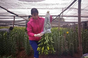 Hoa nở sớm, người trồng méo mặt