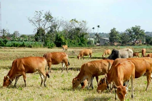 Đáp án kỳ 24: Được con bê thì phải chịu rủi ro