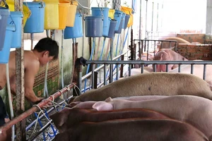 Lập chốt kiểm tra heo bơm nước là cần thiết