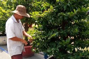 Dịch vụ thuê mai chơi tết hút khách 