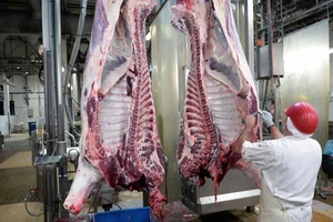 Pháp bắt buộc bố trí máy ghi hình trong cơ sở giết mổ 