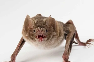 Dơi quỷ chuyển sang hút máu người