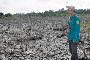 Dời cá chạy hạn - chuyện lạ ở Nam Bộ