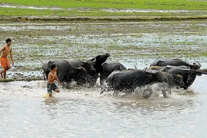Mùa này mưa có ngập ruộng