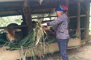 Thư ký tòa mua tài sản của bị đơn 