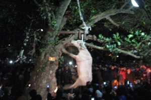 Sẽ chấm dứt việc treo trâu đến chết trong lễ hội 