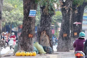 Lột vỏ cây xanh đường phố, ai xử phạt?