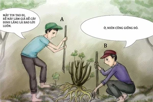 Tình huống kỳ 27: Giả rễ đinh lăng đem bán