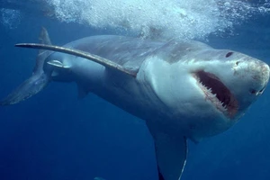 Cá mập bơi lạc 10 km vào sâu trong đất liền