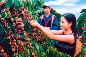 Thăm xứ sở cà phê sạch Đắk Hà 