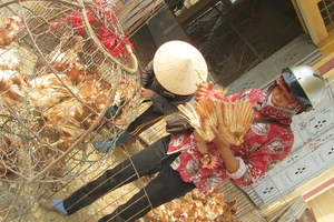 Bùng phát dịch, lo gà bệnh Trung Quốc tuồn vào Việt Nam