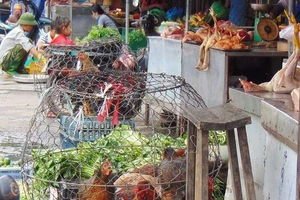 Gà chưa kiểm dịch đầy đường, mua bao nhiêu cũng có