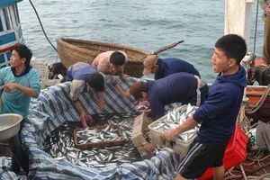 Ngư dân được mùa cá nục