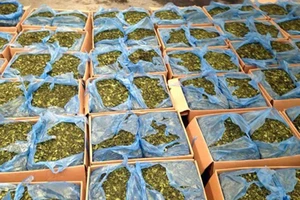 Đưa cỏ Mỹ, lá khat vào Bộ luật Hình sự