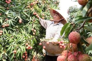 Trái cây Việt 'một đổi một' với trái cây Mỹ