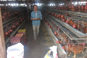 Gà Việt 'chết' vì đùi gà Mỹ siêu rẻ 7.000 đồng/kg ? 