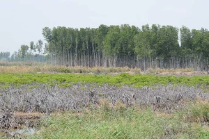 Nguyên phó giám đốc Sở Nông nghiệp Bến Tre bị bắt