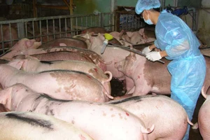 Coi chừng ‘râu’ heo này cắm ‘cằm’ heo kia