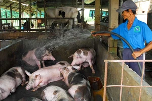 Lỗ nặng, ‘thủ phủ’ nuôi heo cả nước lao đao