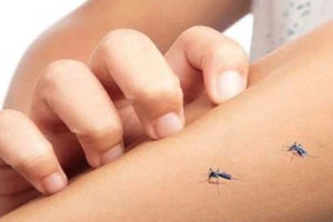Đừng tưởng muỗi thích cắn bạn vì… thịt thơm 