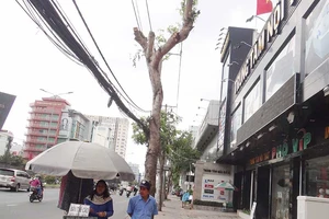 Cây xanh tan tành vì trên cắt, dưới đào