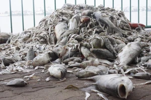 Nhiều địa phương ngó lơ phản ánh ô nhiễm