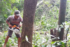 Xóa hàng trăm hecta rừng để… nuôi bò