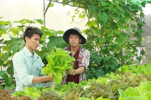 Tạm bỏ nghề đạo diễn để trồng rau sạch