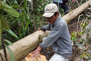 Vụ phá rừng để nuôi bò: Sẽ báo cáo Thủ tướng