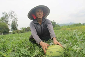 Bán trâu trồng dưa, dưa chín cho… trâu ăn