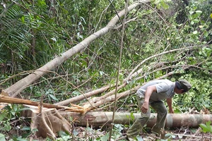 Cựu lãnh đạo Phú Yên: Cần dừng ngay việc phá rừng!