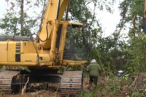 Vụ phá rừng nuôi bò: Lo ngại tẩu tán gỗ