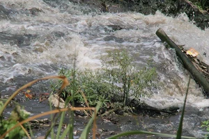 Trại heo ô nhiễm ở Đồng Nai: cấp phép rồi bỏ mặc