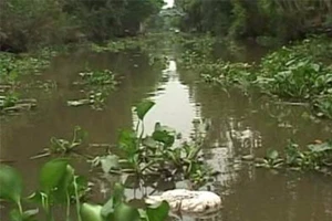 Trước khi vứt xác thú nuôi ra đường, cần nhớ điều này