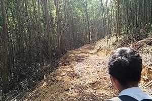 Lén hạ cây trong rừng phòng hộ làm đường