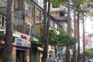 Cây xanh cần thì cứ đốn nhưng…