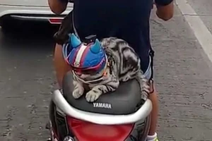 Chú mèo đội mũ bảo hiểm khi đi xe máy 