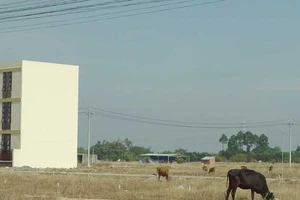 TP.HCM: Tách thửa trên 2.000 m2 phải lập dự án?