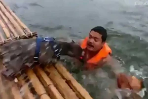 Clip: 2 chú chó hợp sức cứu chủ đang đuối nước