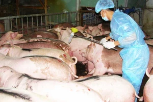 Đây là lý do ai nuôi chó cũng phải đi tiêm phòng